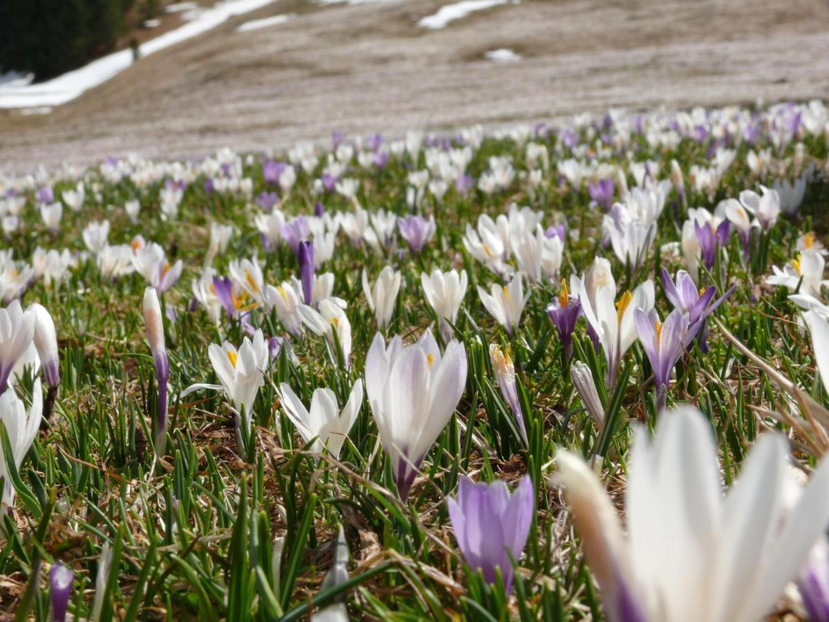 Apartmán Ban Hofa Brixen Exteriér fotografie